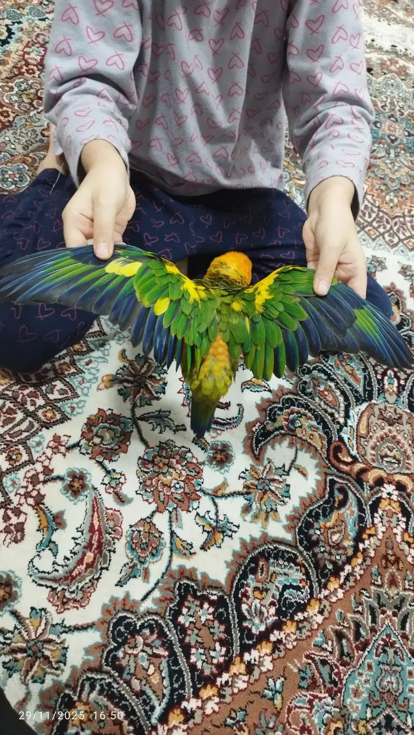 طوطی خورشیدی سانکانور|پرنده|رشت, کوی عرفان|دیوار