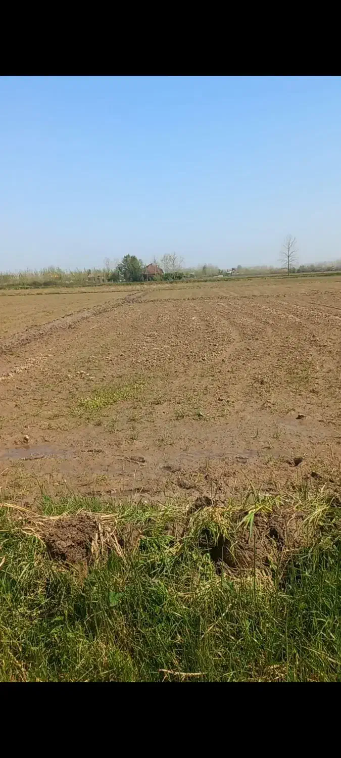 ۶۳۰۰ متر زمین کشاورزی برنج / لاهیجان|فروش زمین و ملک کلنگی|رودبنه, |دیوار