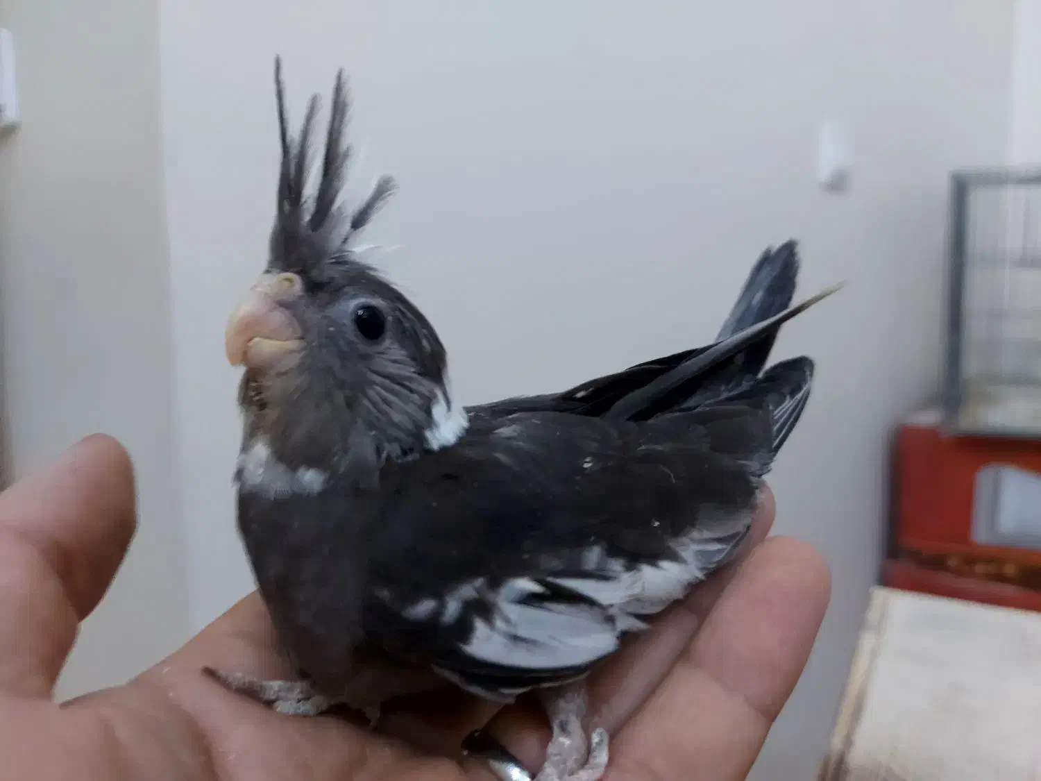 جوجه عروس هلندی دوکت و ابلغ آلبینو|پرنده|کرج, شهرک بنفشه|دیوار