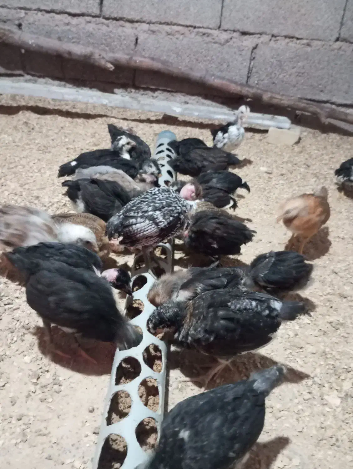 مرغ|حیوانات مزرعه|اندیمشک, |دیوار