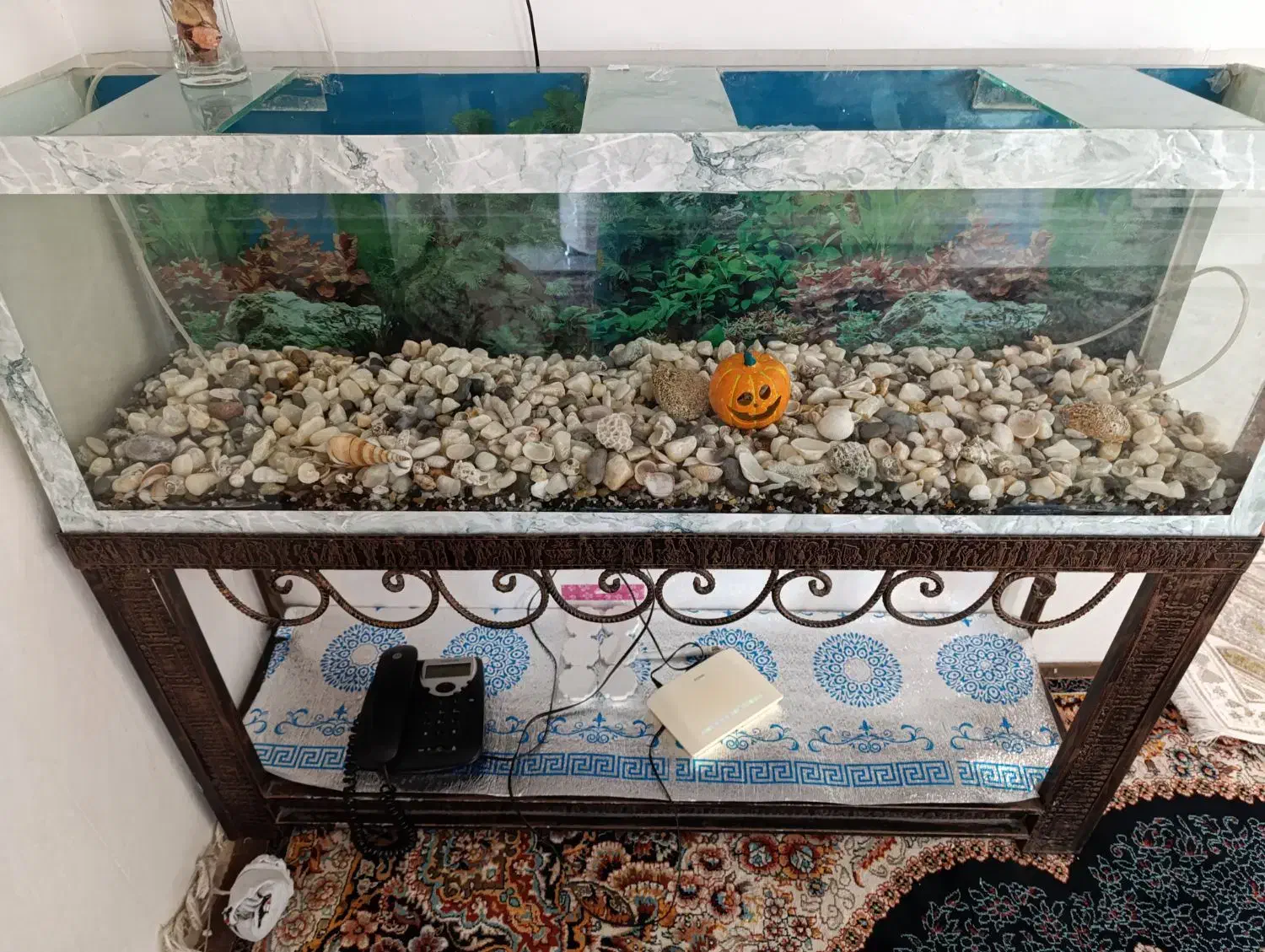 آکواریوم با وسایل|ماهی|سپیدان, |دیوار