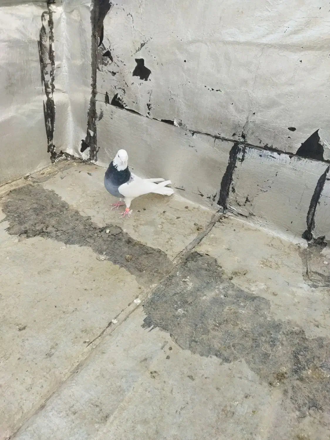 طوقی صحرایی نر|پرنده|بهار, |دیوار