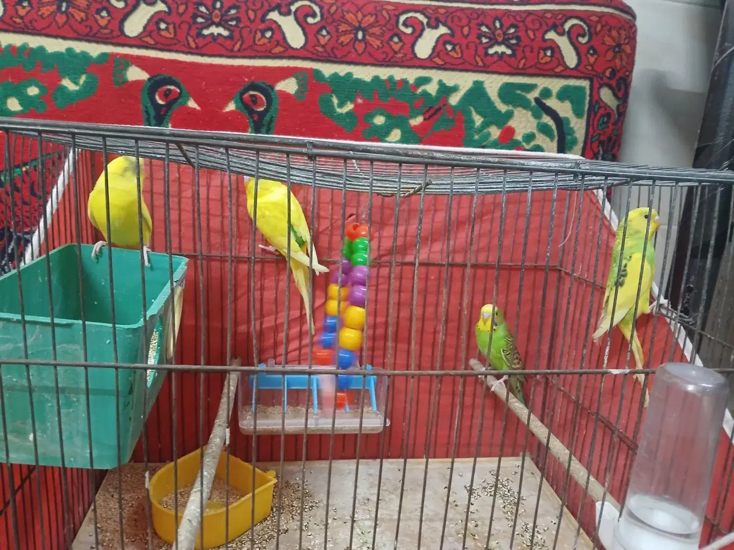 چهارتا مرغ عشق|پرنده|قم, شاه ابراهیم|دیوار