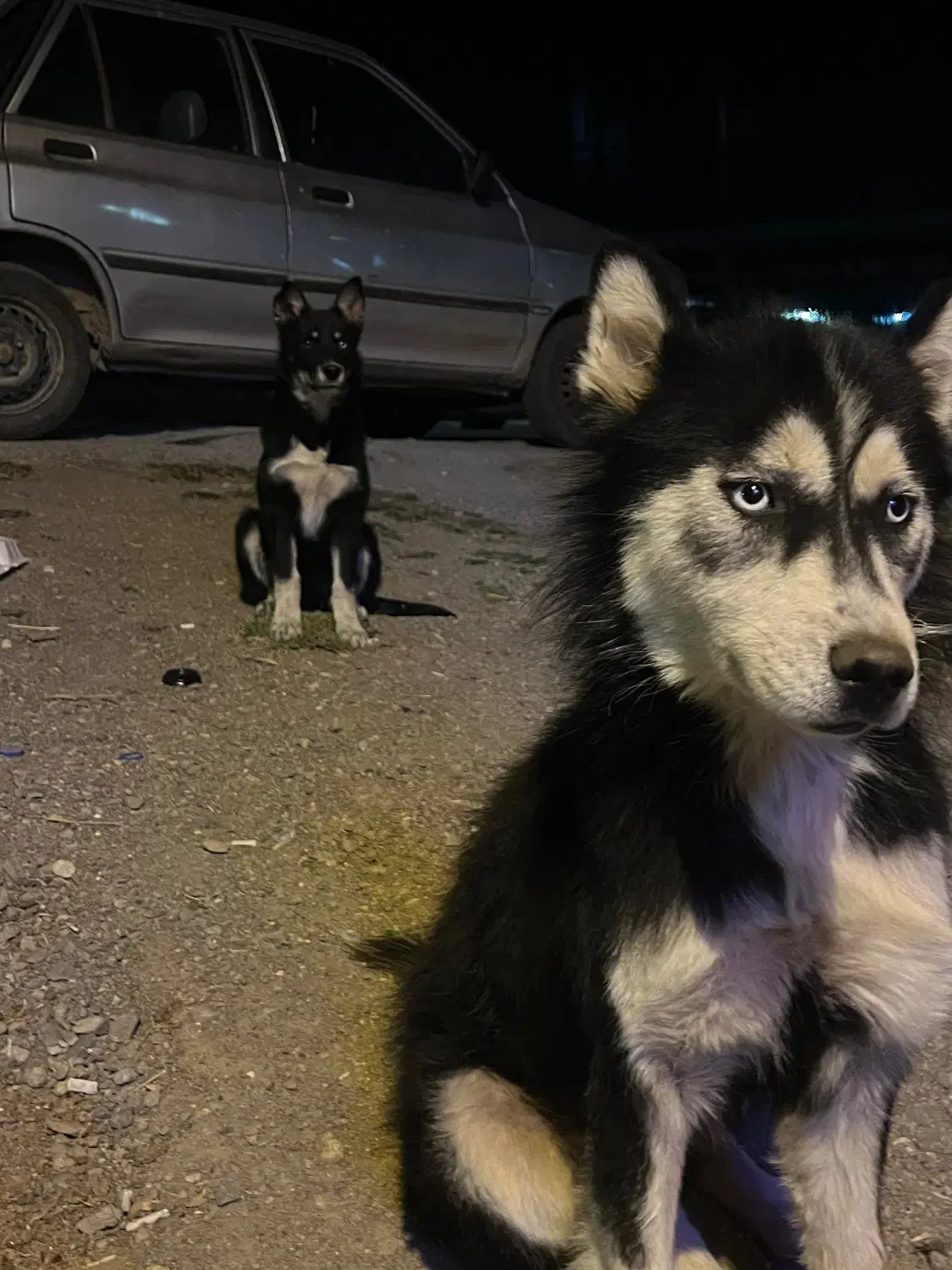 سگ هاسکی|سگ|کوراییم, |دیوار