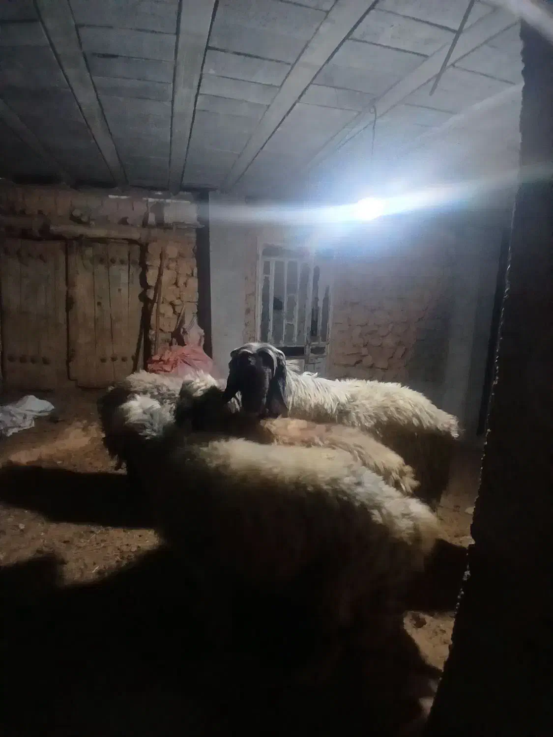 قوچ بختیاری میش رون .وسه راس میش داشتی جوان|حیوانات مزرعه|کامفیروز, |دیوار