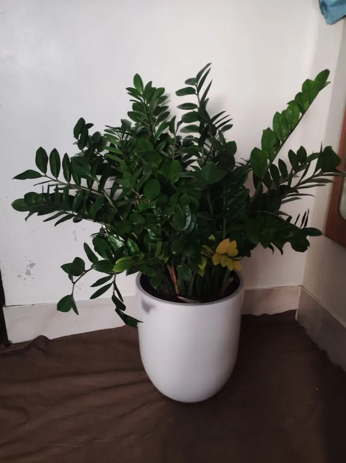 زاموفیلیا(حدود یک متر طول و چهل ساعنت عرض)|گل و گیاه طبیعی|تهران, صادقیه|دیوار