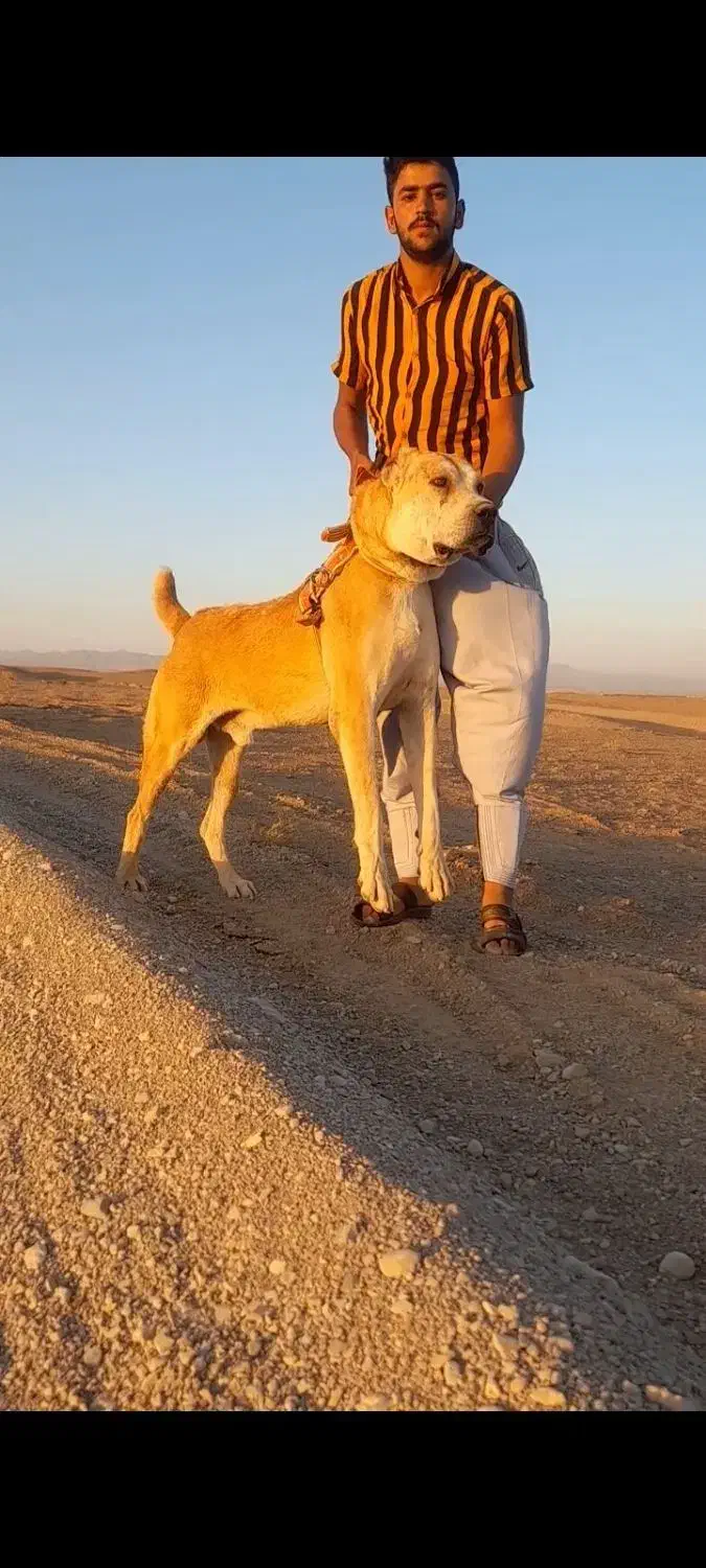 حیوان واسه گله|سگ|تایباد, |دیوار