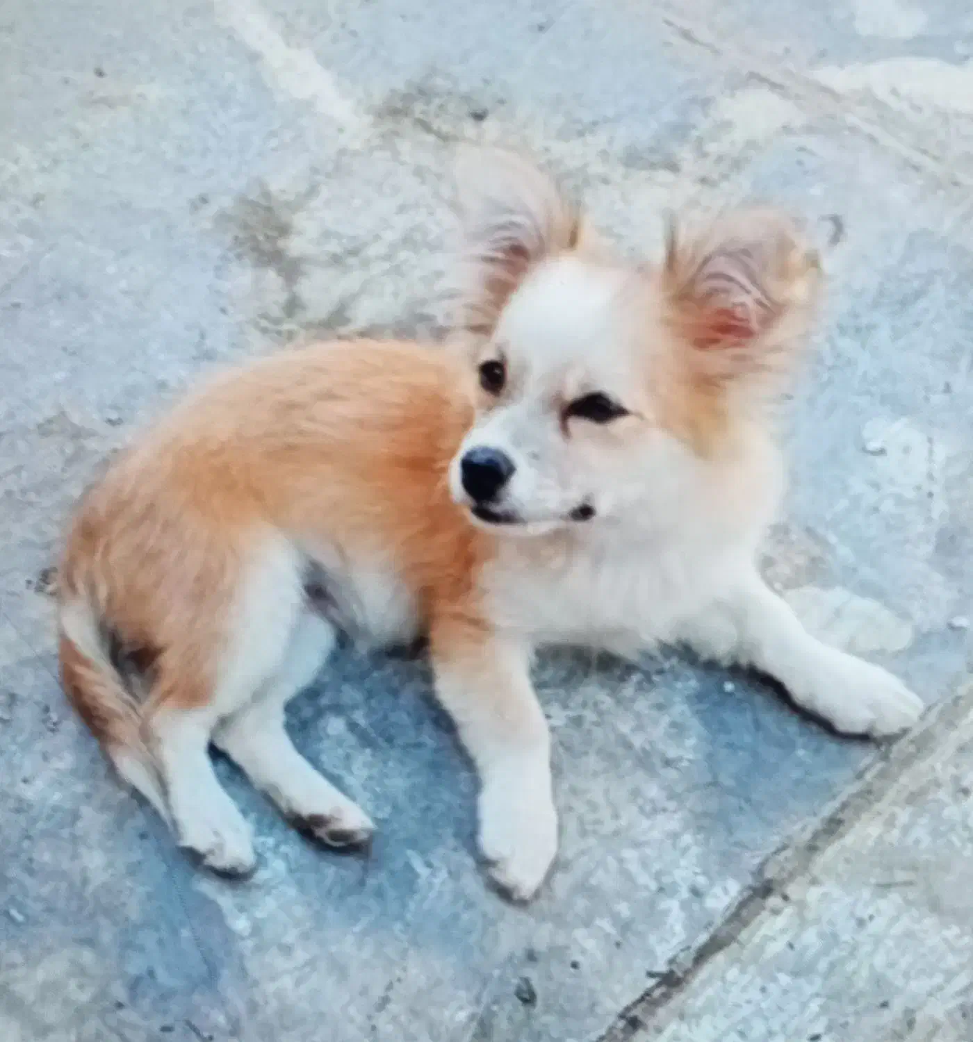 فروشی سگ ماده فوری|سگ|مرودشت, فاز دوم شهرک فرهنگیان|دیوار