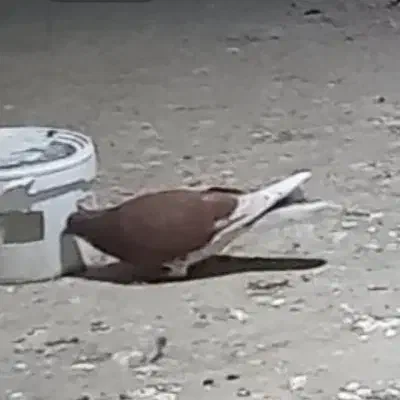 کفتر گمشد|حیوانات|بهار, |دیوار