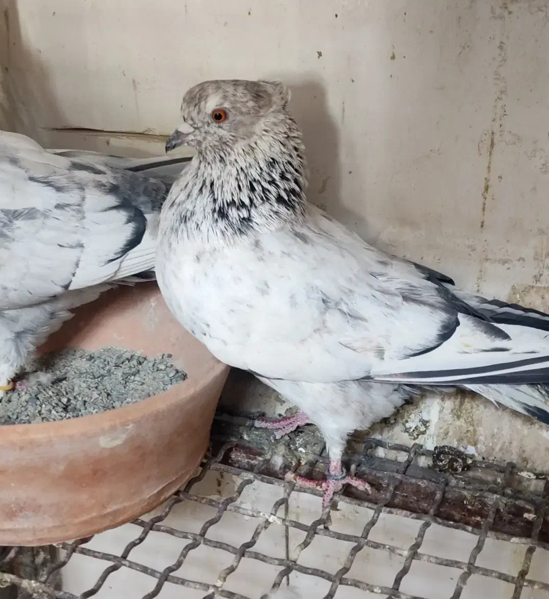 کبوتر پرشی زیبا|پرنده|شهریار, دهشاد بالا|دیوار