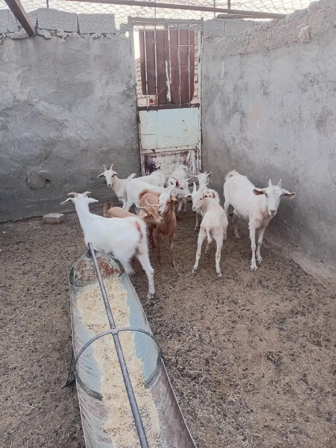 بزغاله  سانن|حیوانات مزرعه|سده (خراسان جنوبی), |دیوار