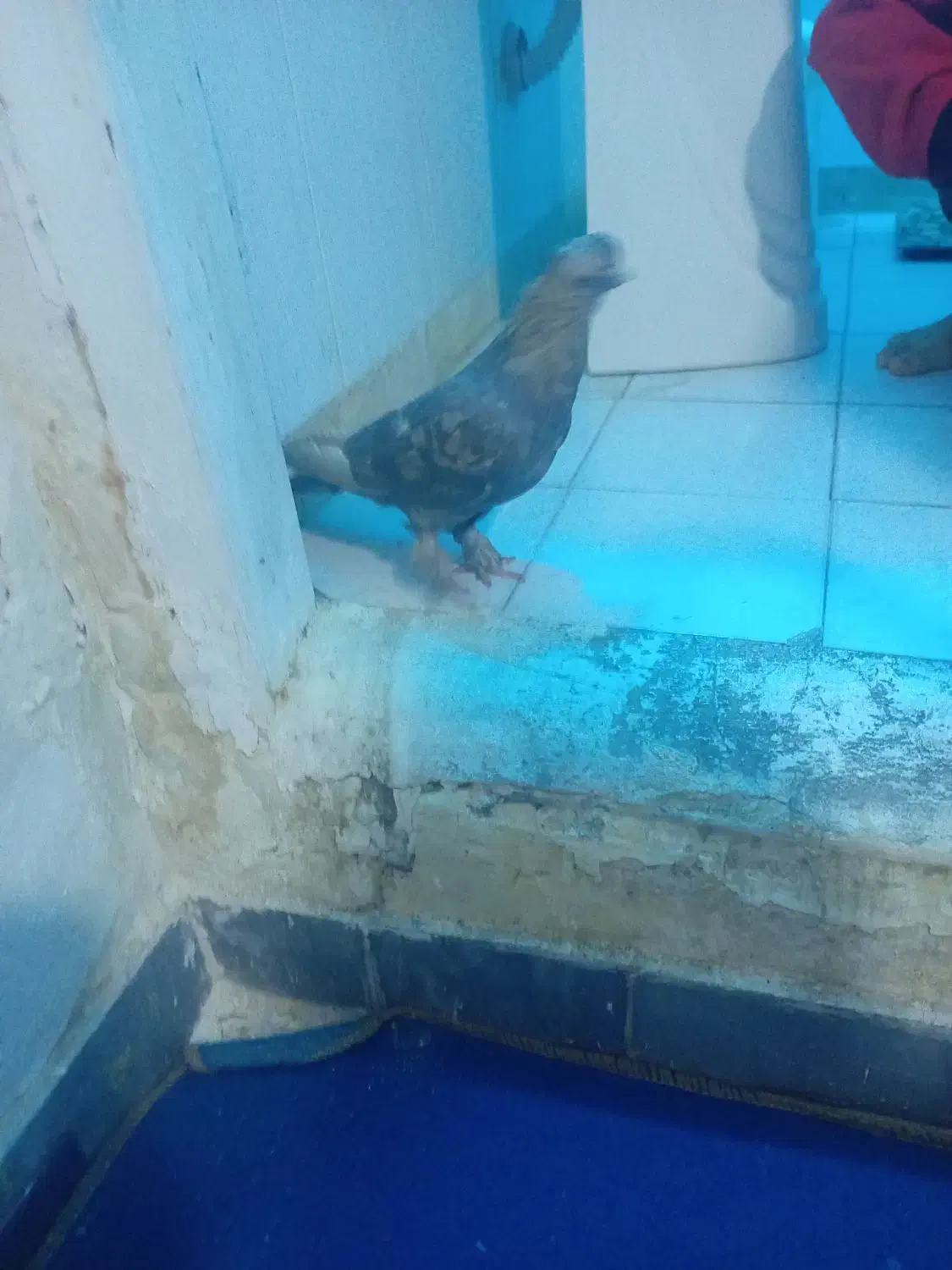 کبوتر|پرنده|شیراز, ده پیاله|دیوار