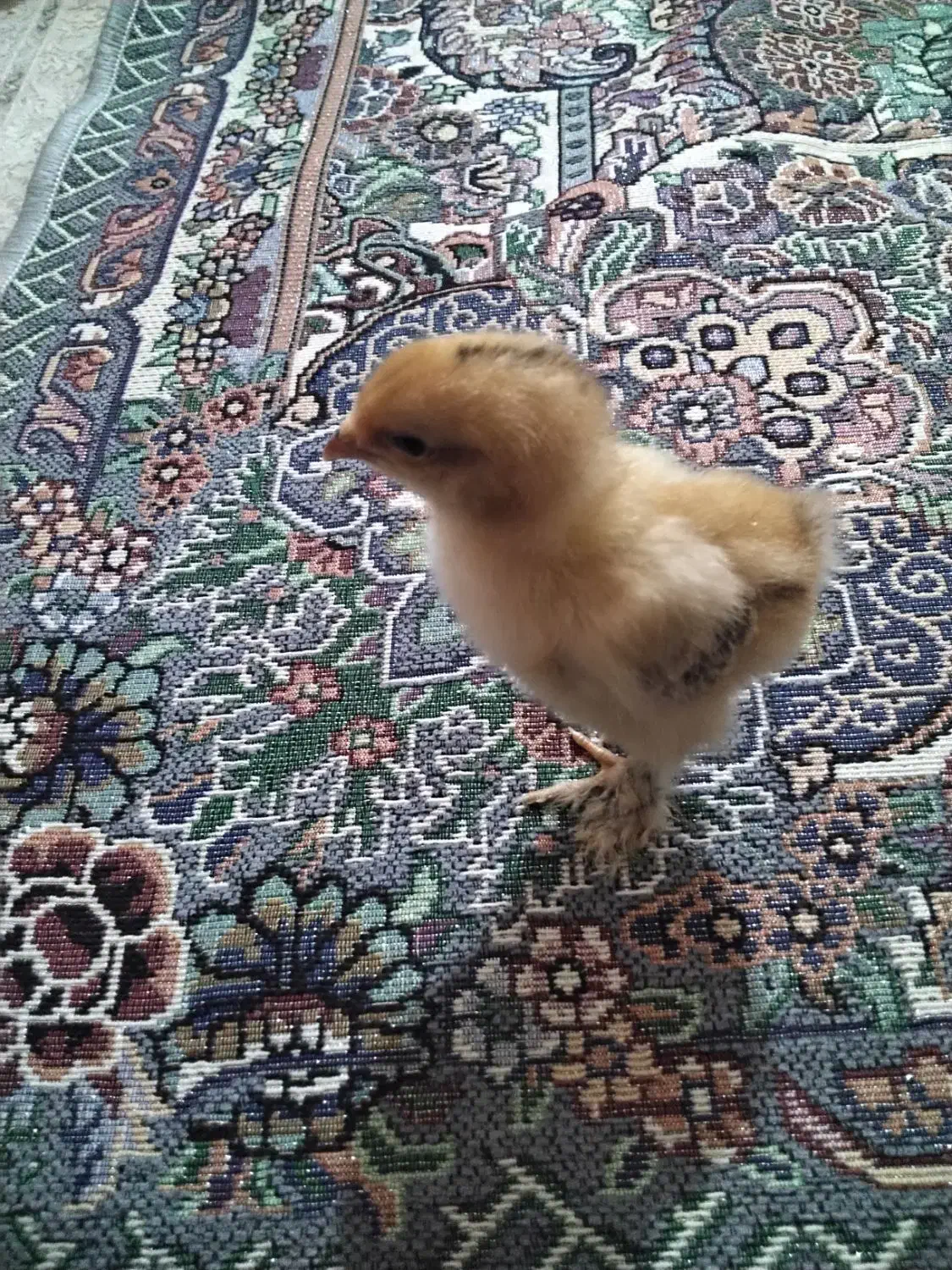 جوجه برهما سلطان|حیوانات مزرعه|نگین شهر, |دیوار