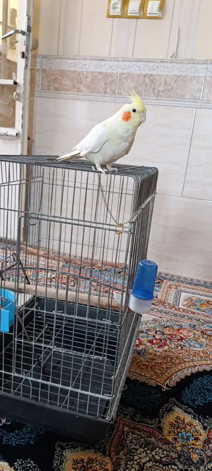 عروس هلندی|پرنده|رباطکریم, رباطکریم|دیوار