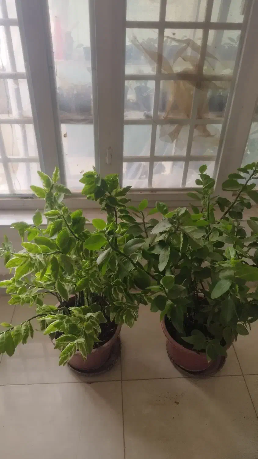 گل طبیعی|گل و گیاه طبیعی|شیراز, گویم|دیوار