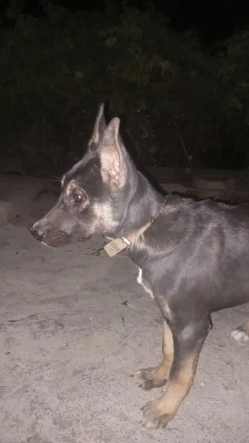 سگ دوبرمن|سگ|ایذه, |دیوار