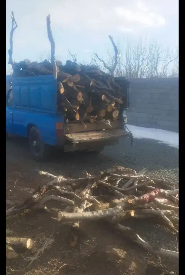 درخت|خدمات باغبانی و درختکاری|اشنویه, |دیوار