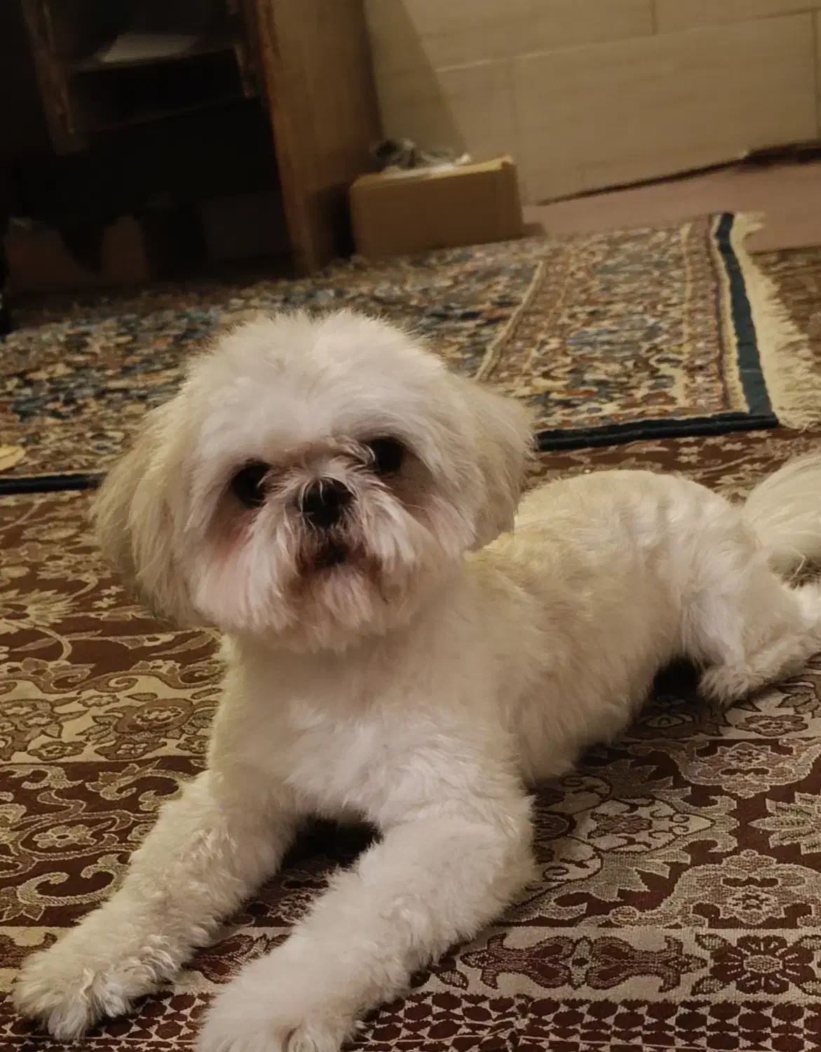 سگ گم شده|حیوانات|سمنان, |دیوار