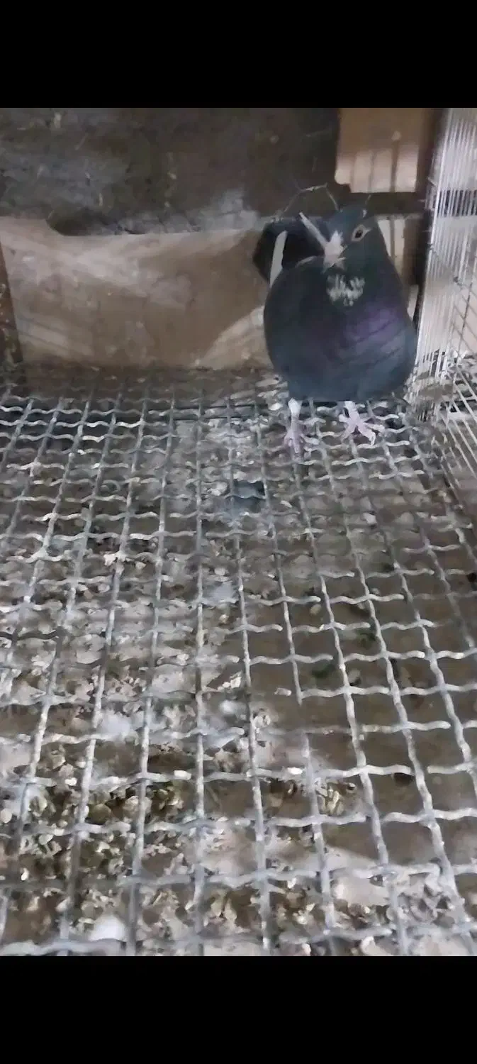 نروماده سیاه پلنگ خوشکل|پرنده|بردسیر, |دیوار