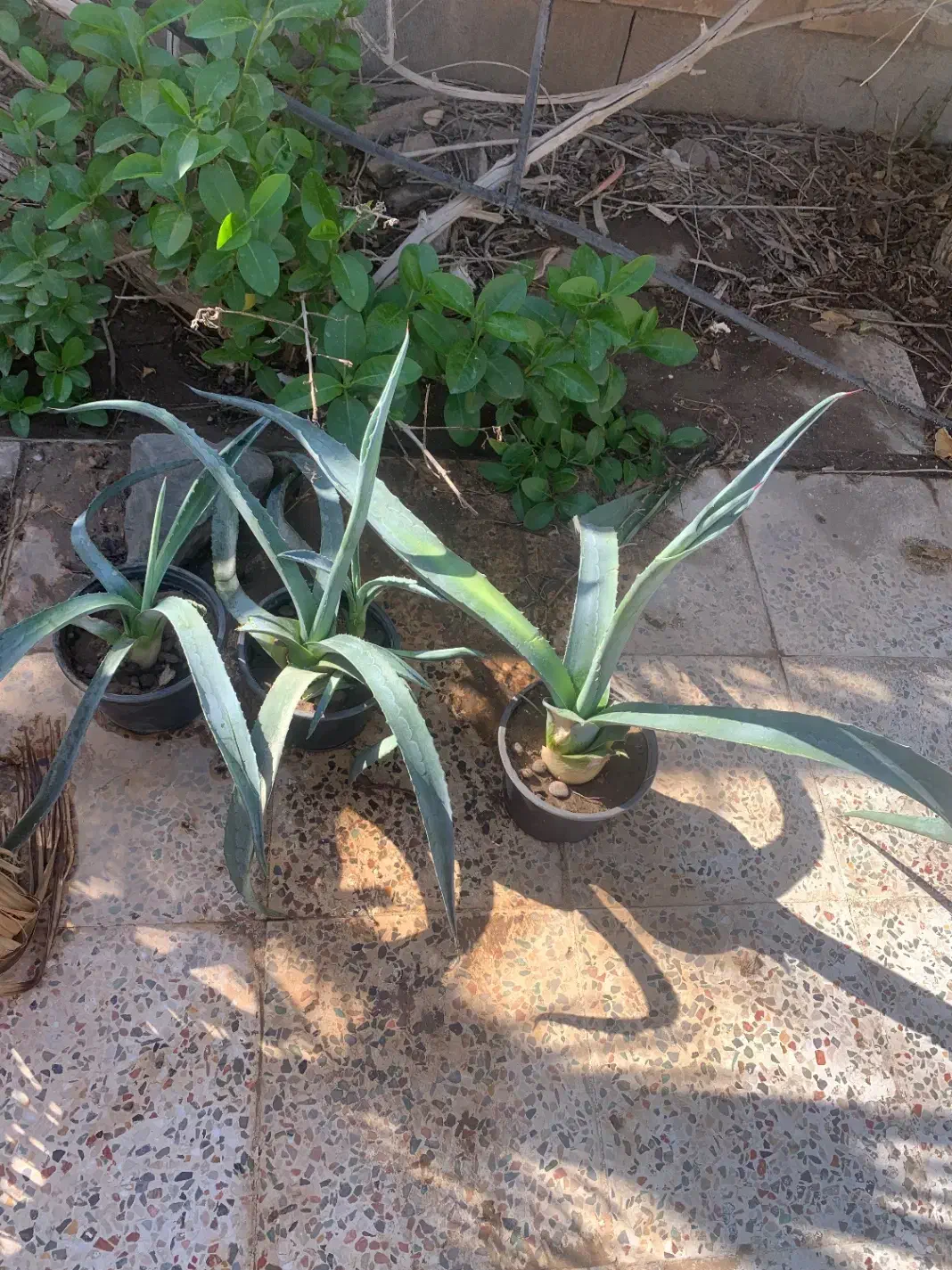 آلوورا ، آگاو|گل و گیاه طبیعی|اهواز, ۲۰۰دستگاه|دیوار