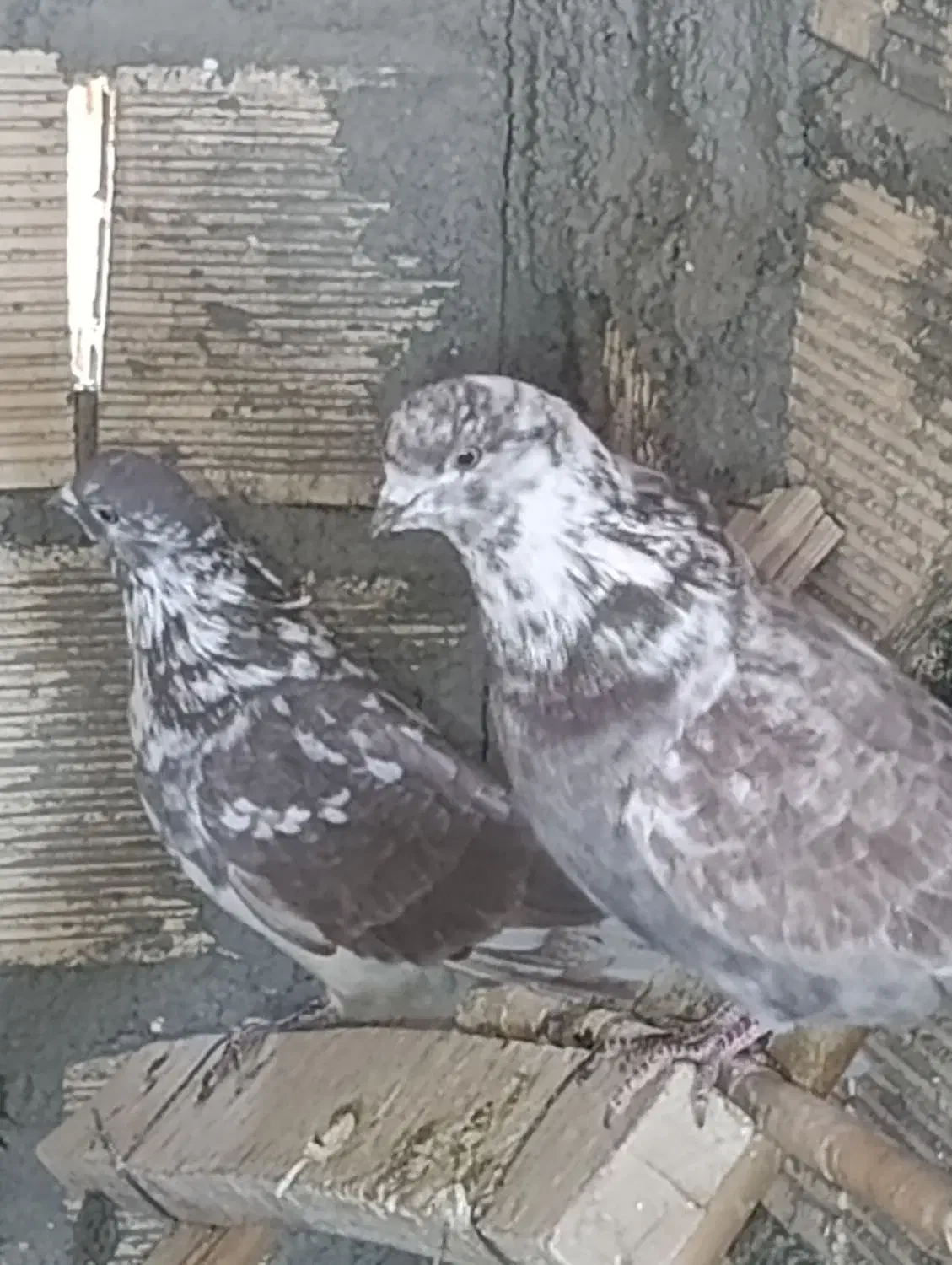 کبوتر گرگی خال قدیم|پرنده|کوهدشت, |دیوار
