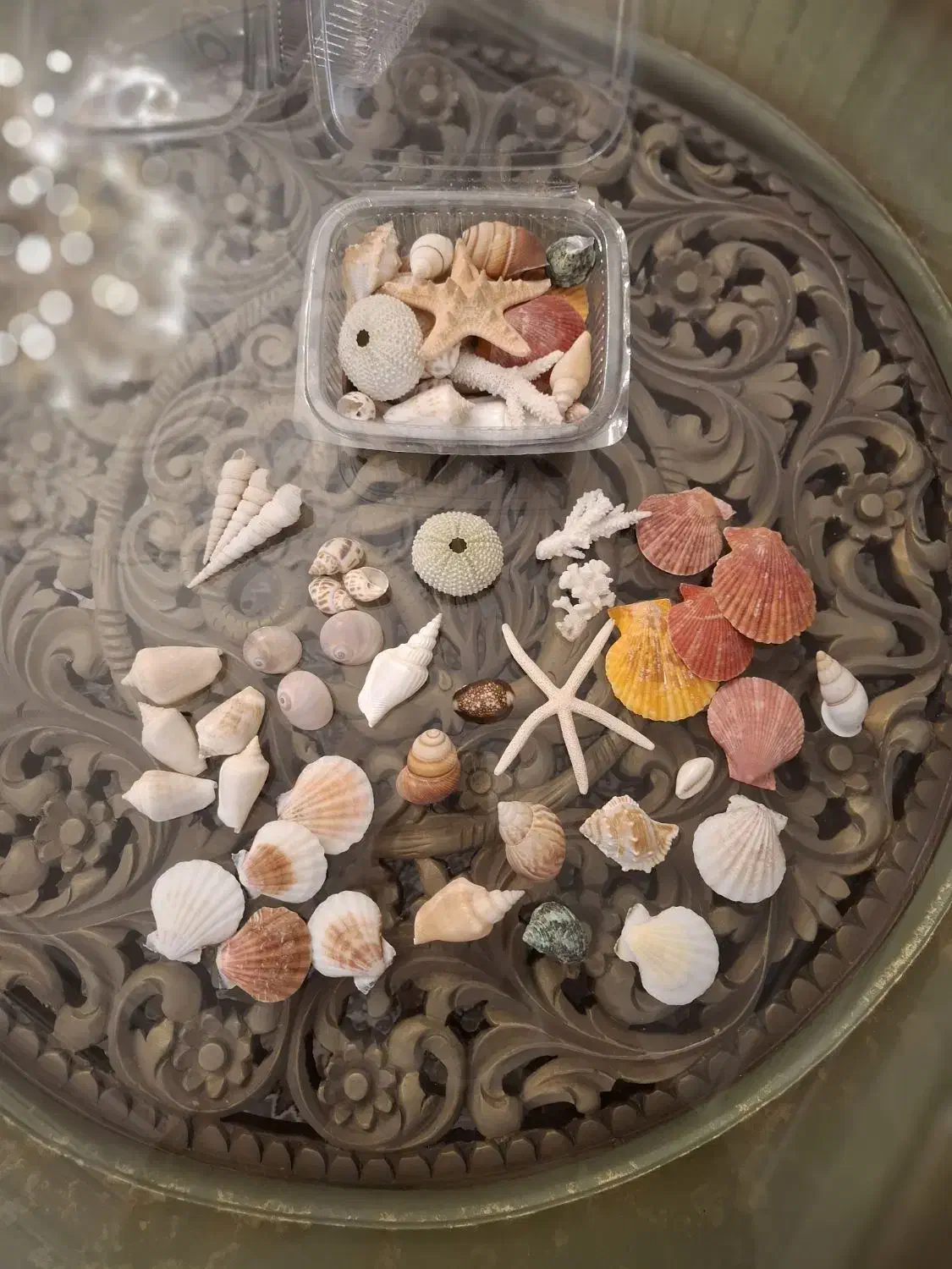 پک 40 عددی صدف های خاص و خوش‌رنگ اقتصادی|صنایع دستی و سایر لوازم تزئینی|تهران, تهرانپارس جنوبی|دیوار