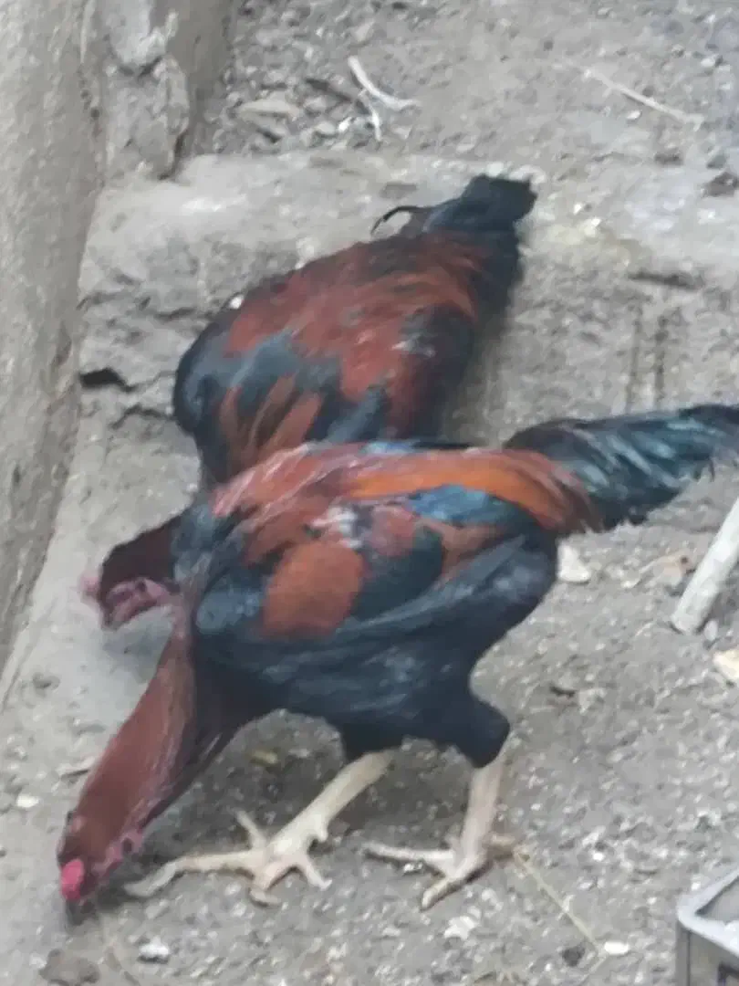 خروس لاری|حیوانات مزرعه|هامون, |دیوار