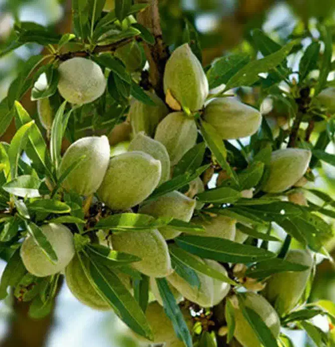ارائه نهال بادام مامایی یکساله به قیمت ۵۰ ت|خدمات باغبانی و درختکاری|بدره, |دیوار