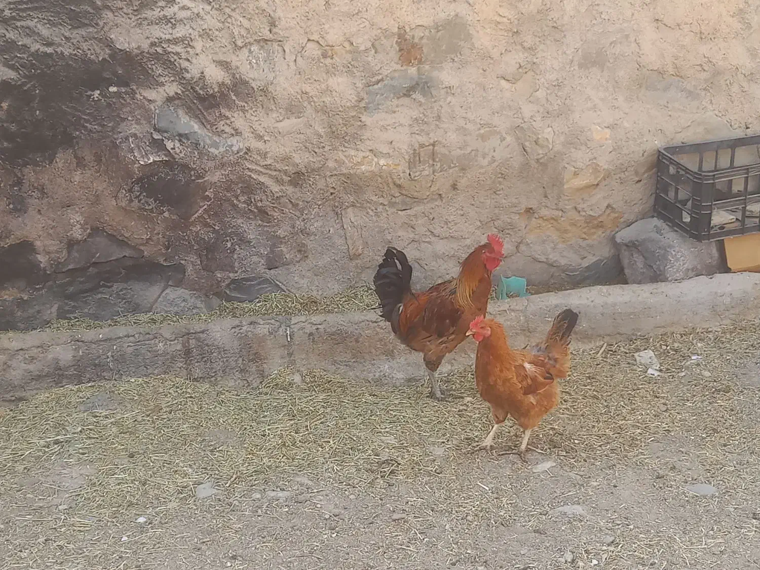 خروس|حیوانات مزرعه|خلجستان, |دیوار