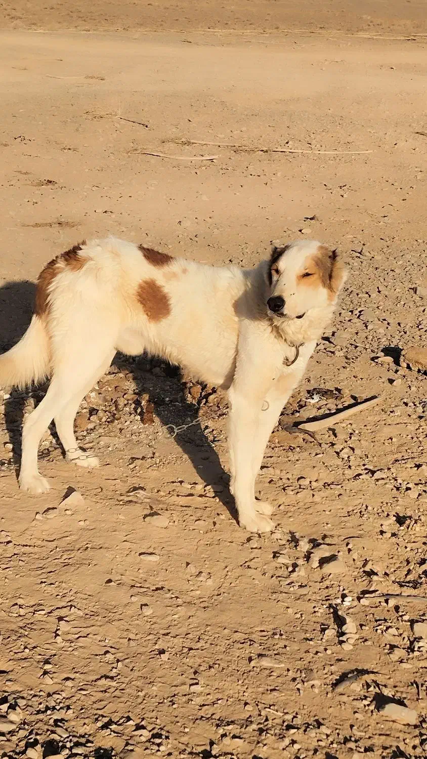 سگ دو سال|سگ|طبس, |دیوار