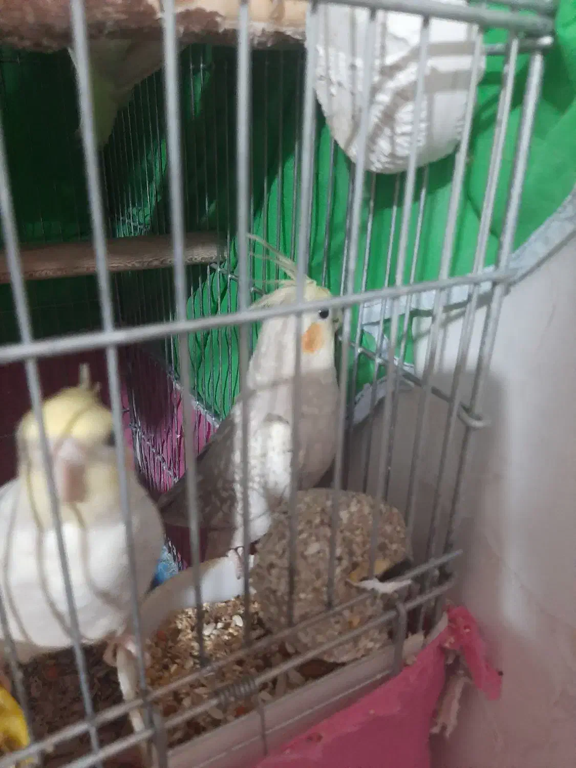 عروس هلندی سخنگو|پرنده|اصفهان, باتون|دیوار