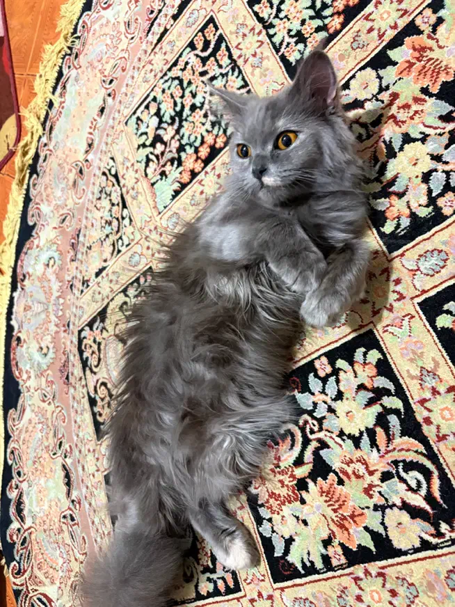 گربه بیریتیش اسکاتیش بلو|گربه|قرچک, مهدیه|دیوار