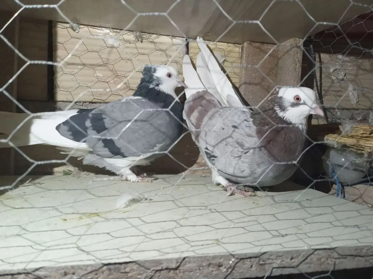 فروشی|پرنده|سلطانیه, |دیوار