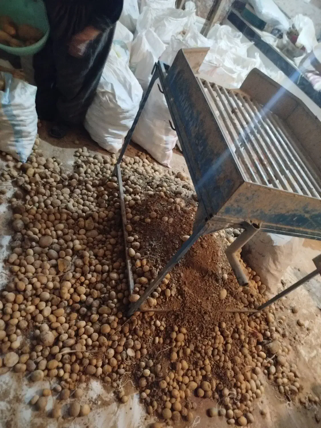 سیب زمینی|حراج|سنندج, |دیوار