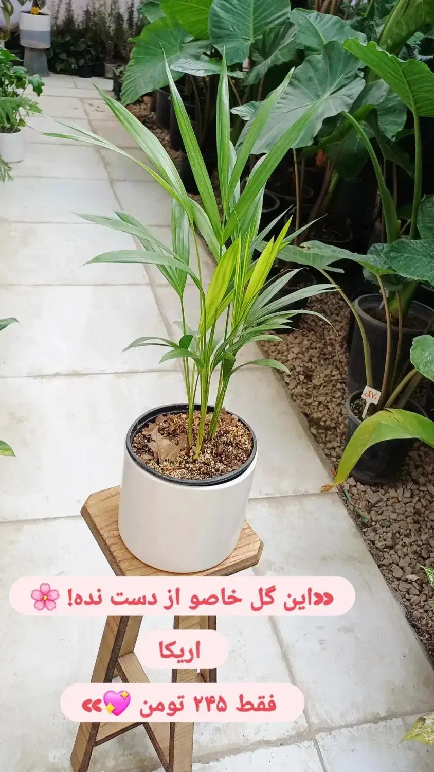 گلهای آپارتمانی گلخونه سوگلی|گل و گیاه طبیعی|بجنورد, |دیوار