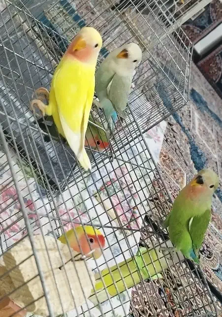 طوطی برزیلی ،جوجه بالغ|پرنده|چهاردانگه (تهران), |دیوار