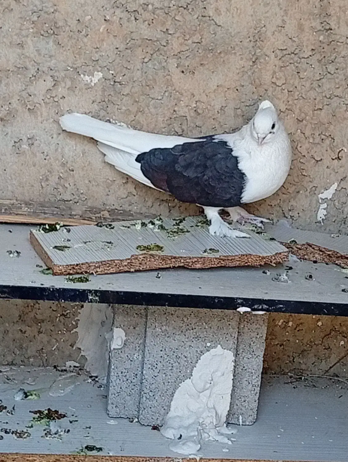 فروش ویژه کفتر معاوزه با پرنده قفسی هم دارم|پرنده|چرام, |دیوار