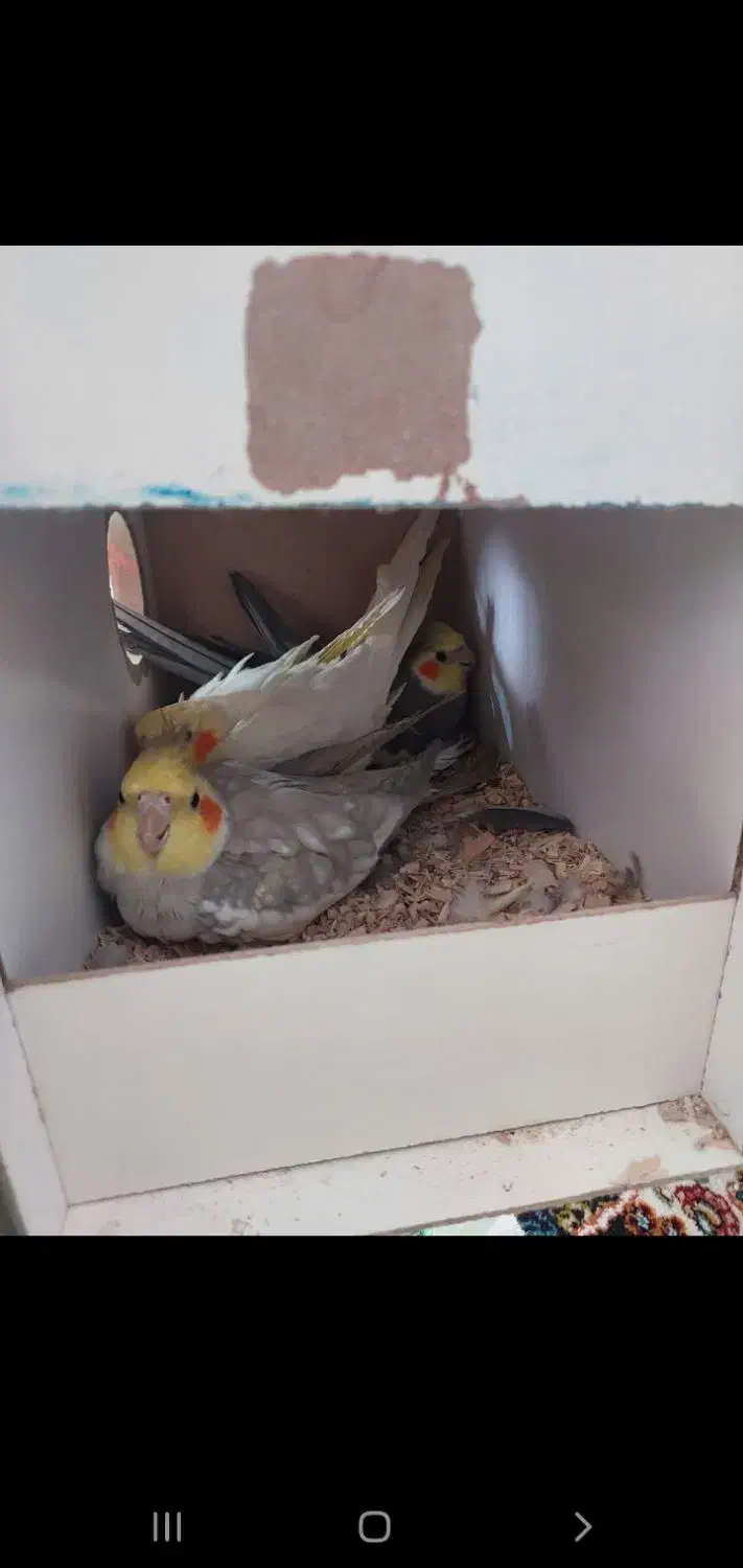 عروس مولد|پرنده|قم, ولیعصر|دیوار