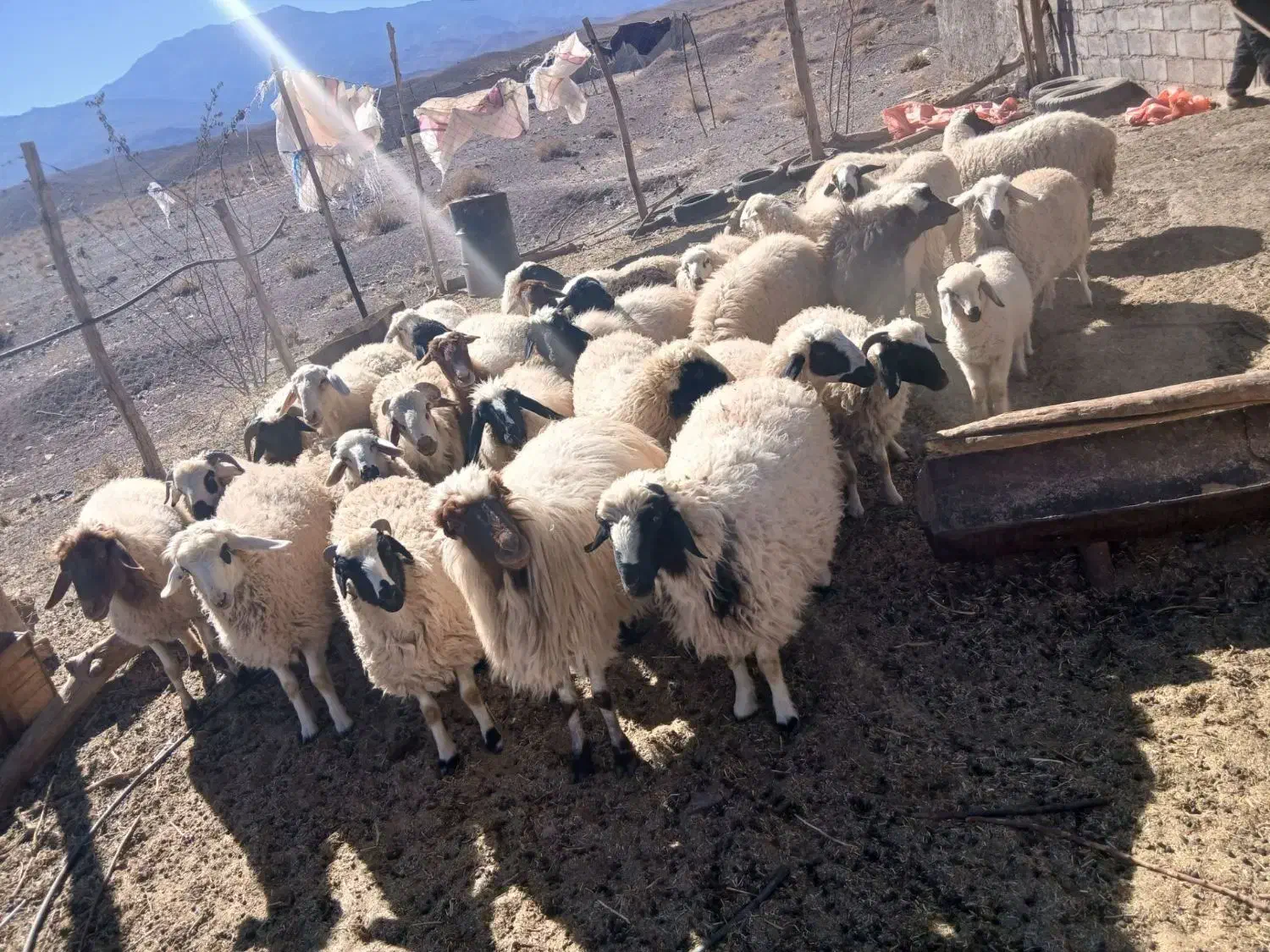 فروش ۲۰ راس میش بره|حیوانات مزرعه|راین, |دیوار