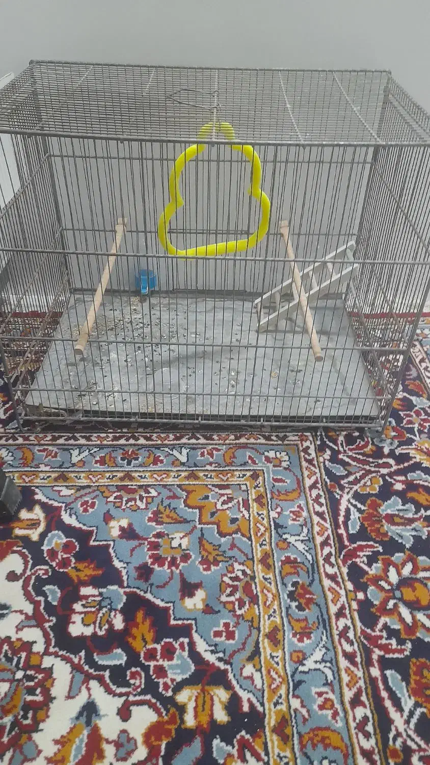 موکت|موکت|رضویه, |دیوار