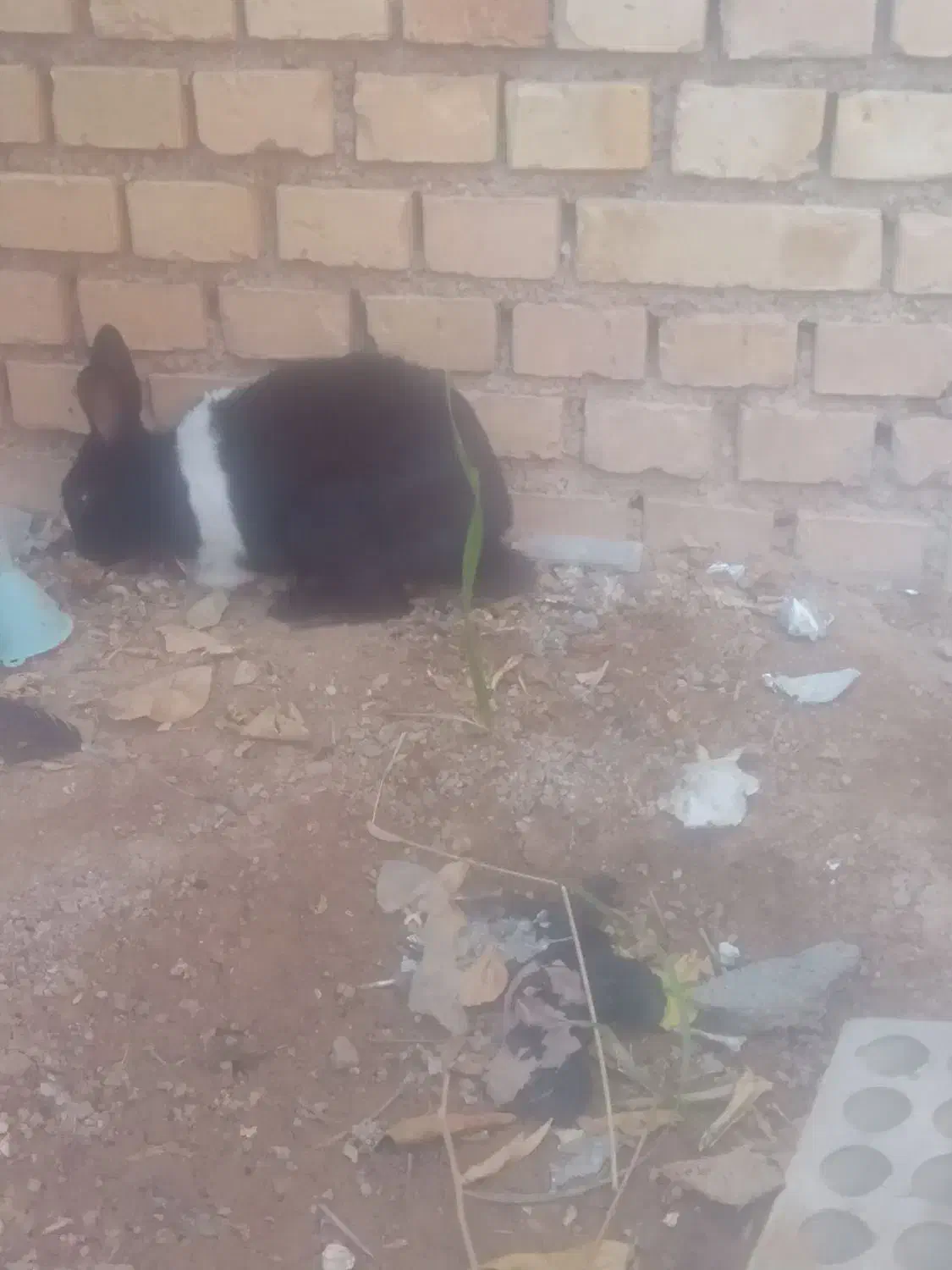 خرگوش نره|موش و خرگوش|ایذه, |دیوار