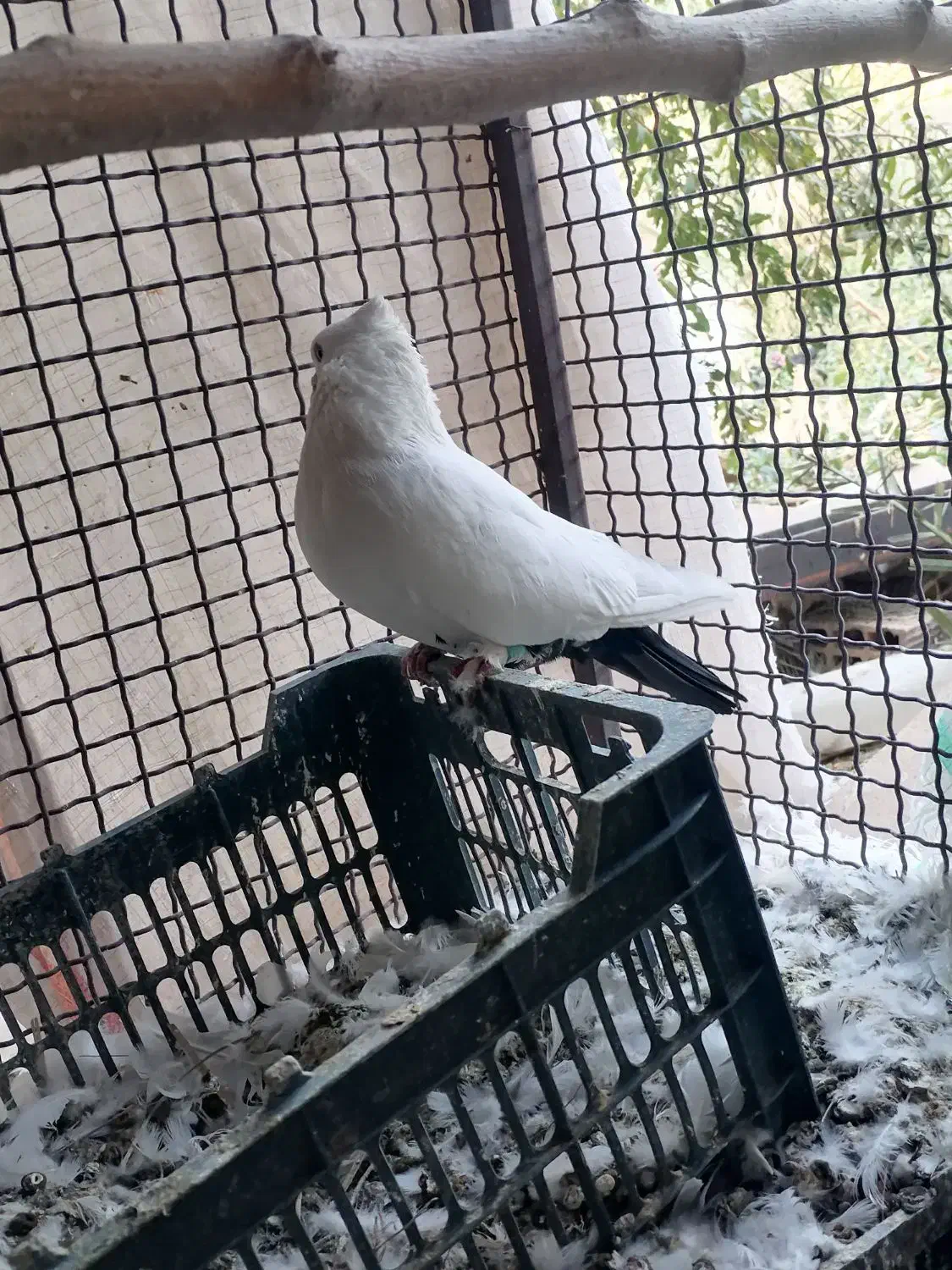 دم سیاه|پرنده|نرماشیر, |دیوار