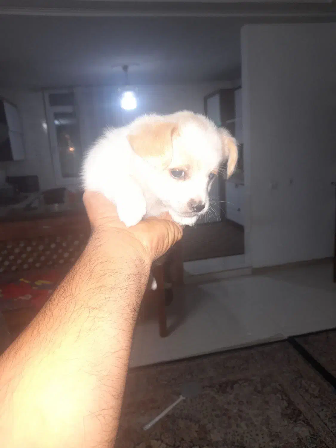 واگذاری غیر رایگان توله ۲ ماهه|سگ|کهریزک, |دیوار