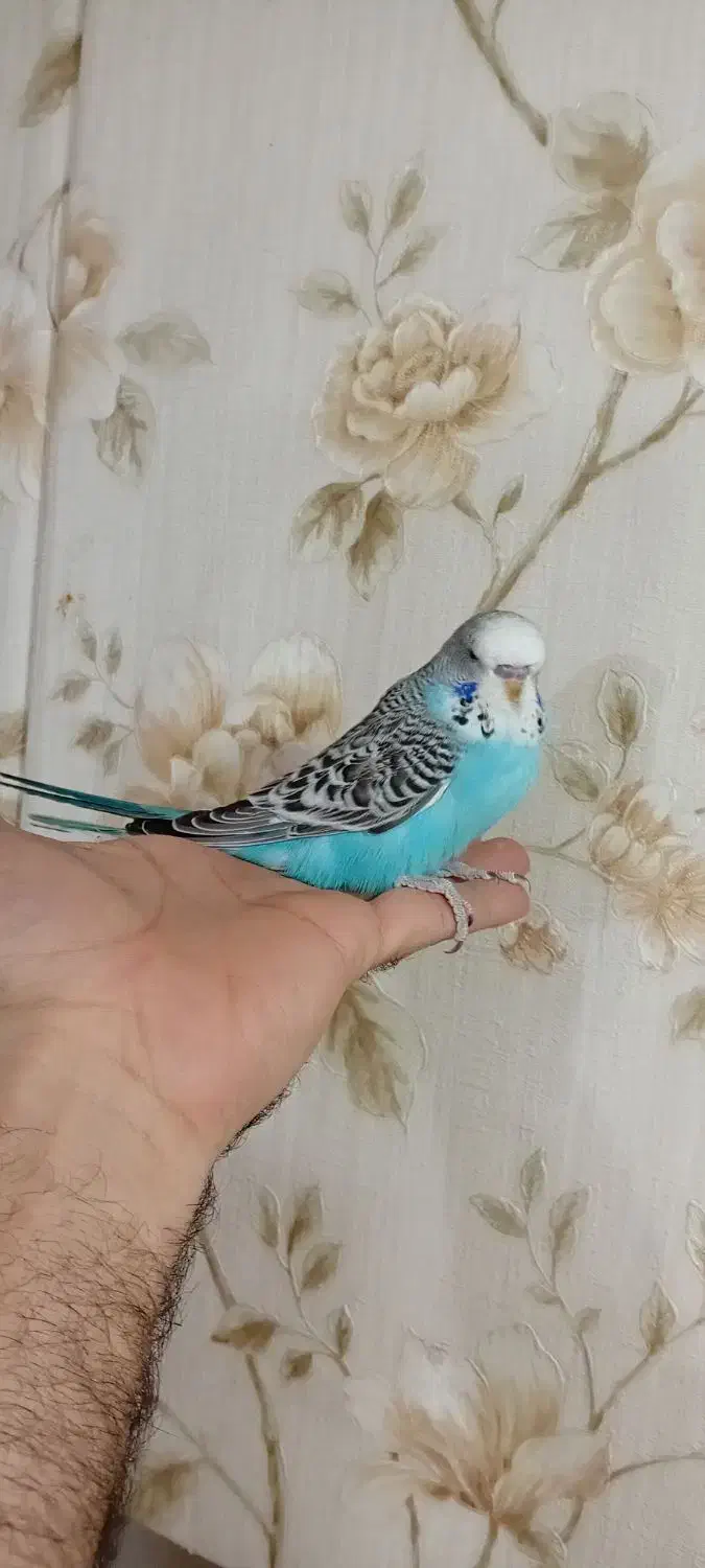 جوجه مرغ عشق انگلیسی|پرنده|پاکدشت, پاکدشت (مامازند)|دیوار