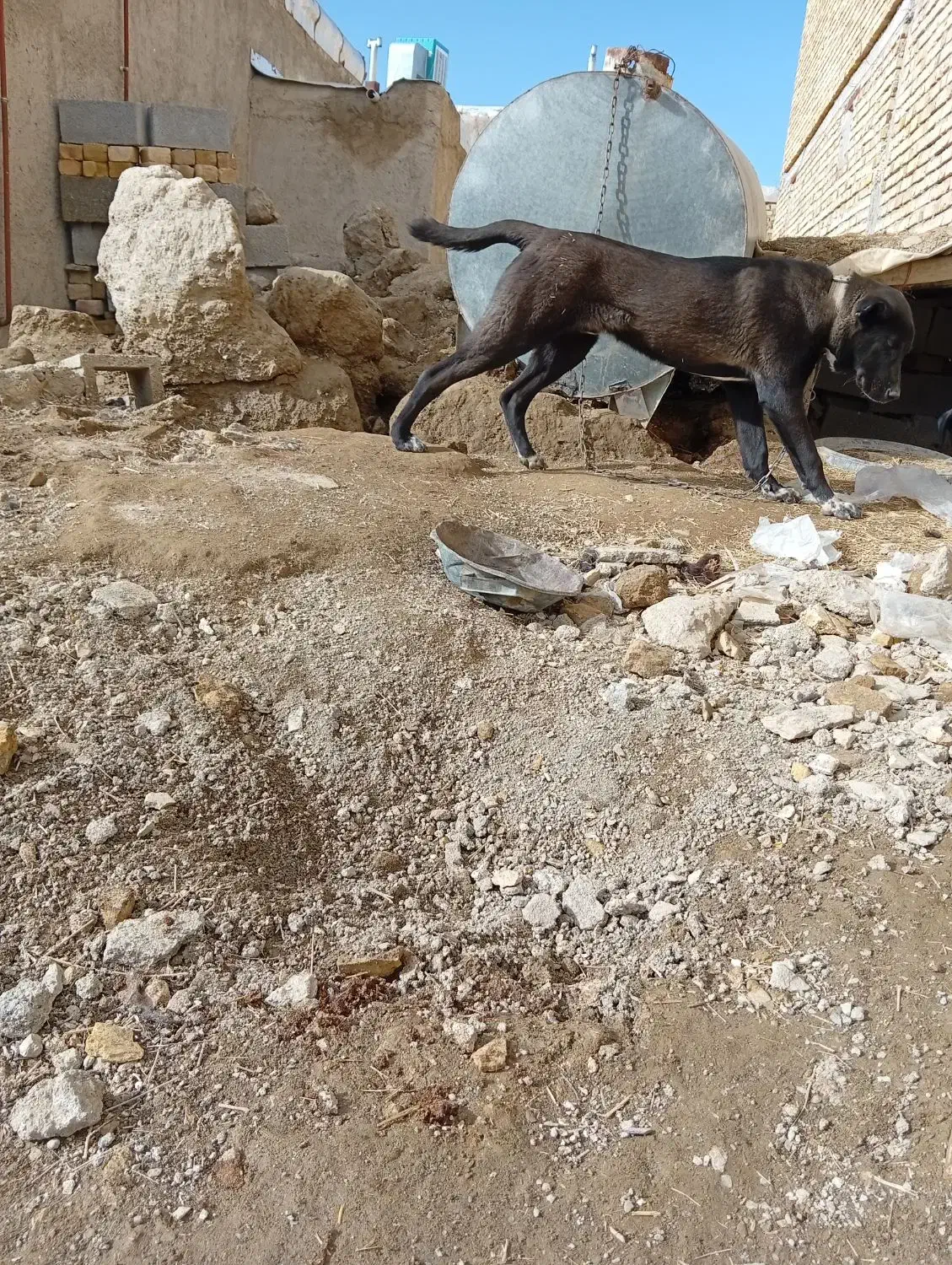 توله سگ|سگ|درگزین, |دیوار