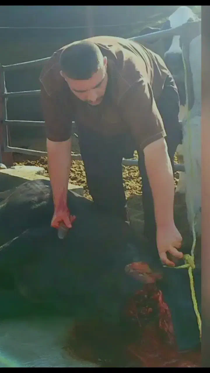 سلاخی و قصابی سیار|خدمات پذیرایی، مراسم|خرم‌آباد, |دیوار