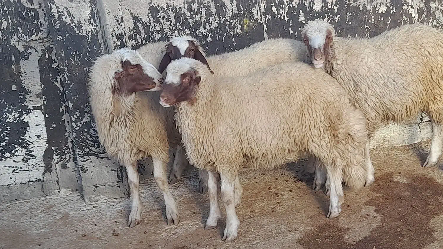 بره قوچ کری بدون گوش|حیوانات مزرعه|گهواره, |دیوار