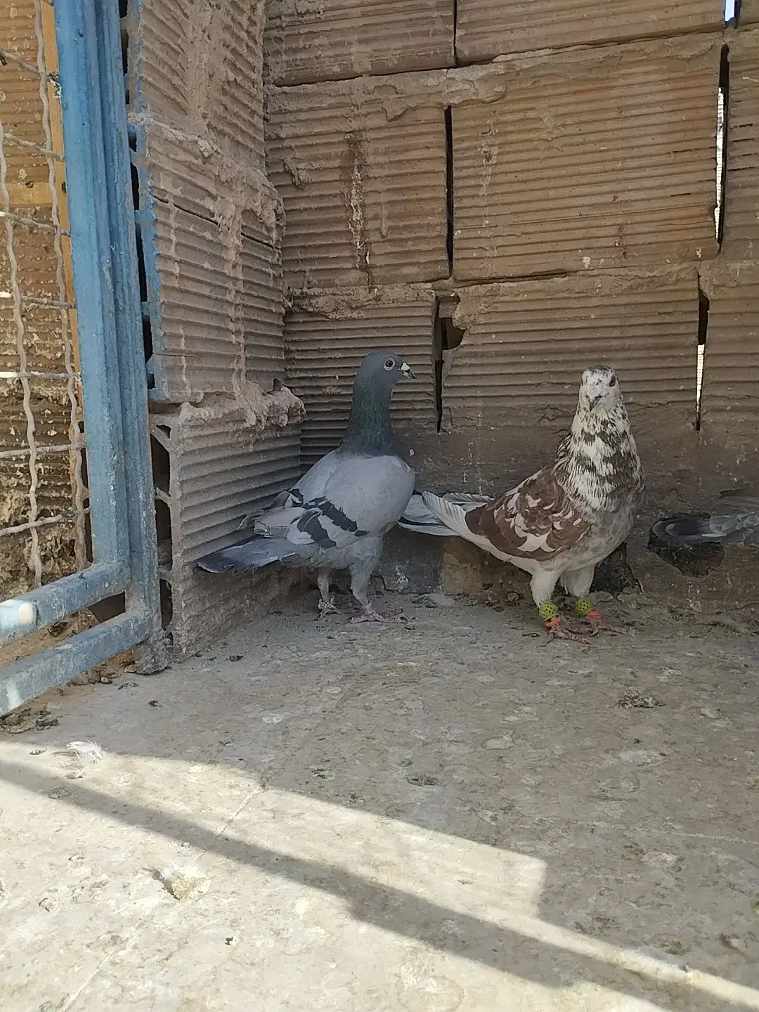 ۳ تا نر تعبیدی|پرنده|وحیدیه, |دیوار