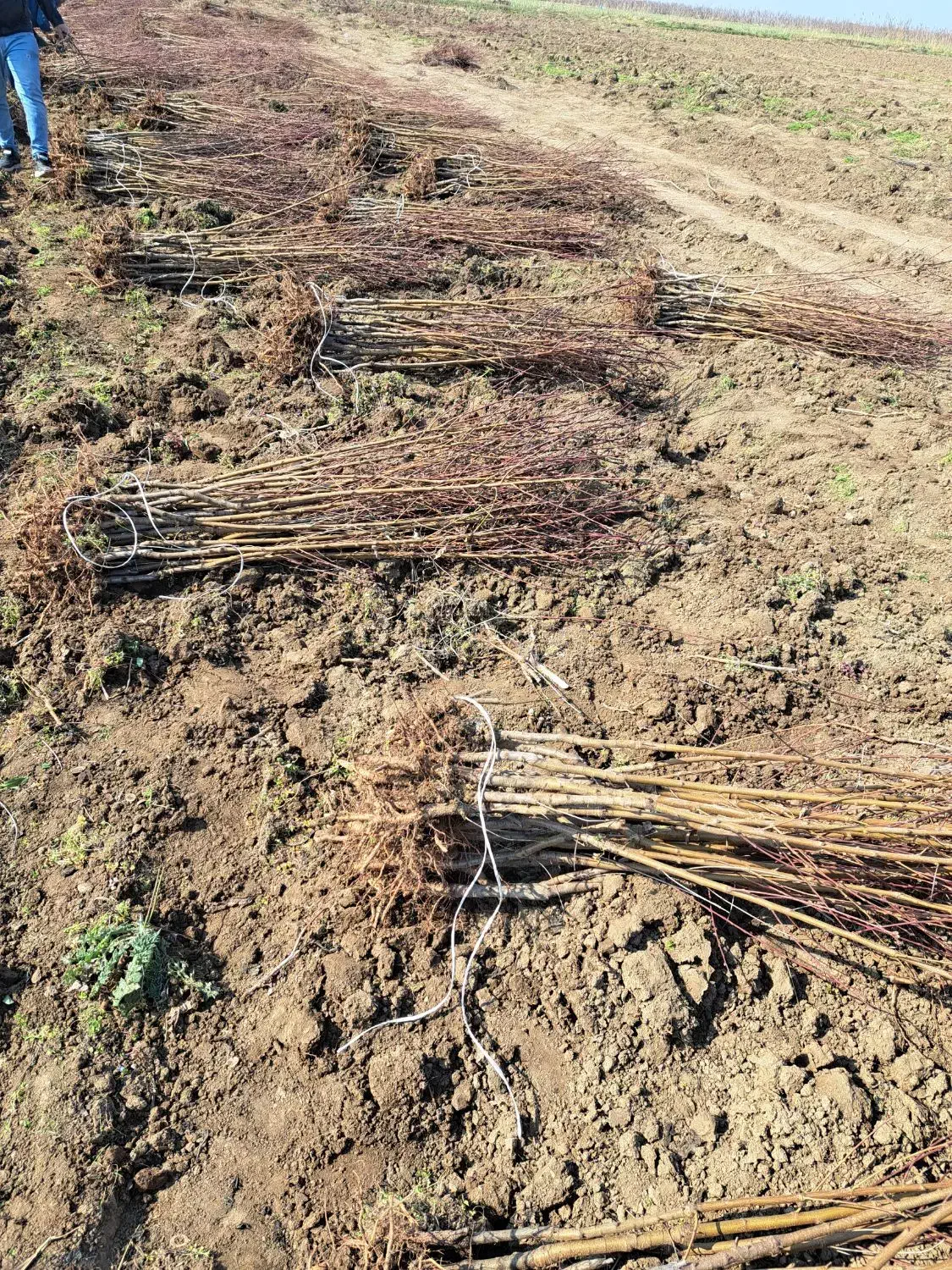نهال شلیل رد گلد مغان|خدمات باغبانی و درختکاری|اردبیل, |دیوار