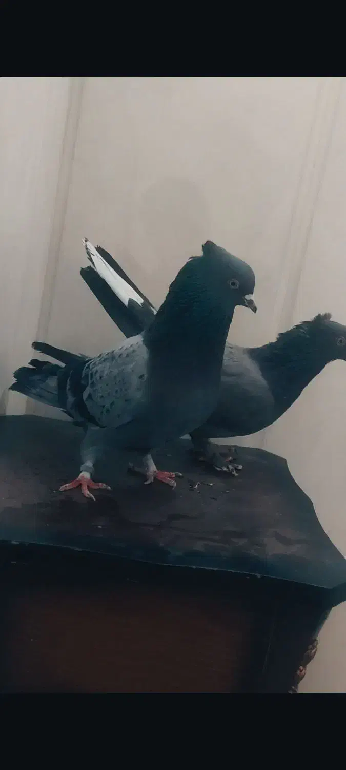 کبوتر|پرنده|اردکان, |دیوار